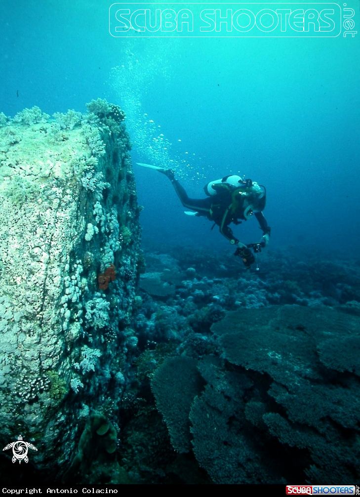 A underwater creature