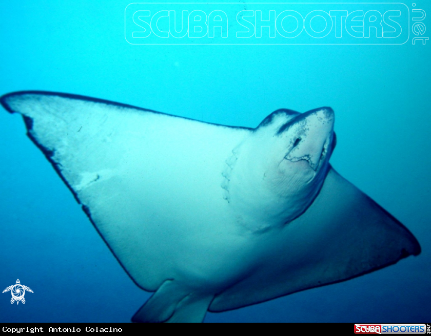 A Eagle ray-aquila di mare