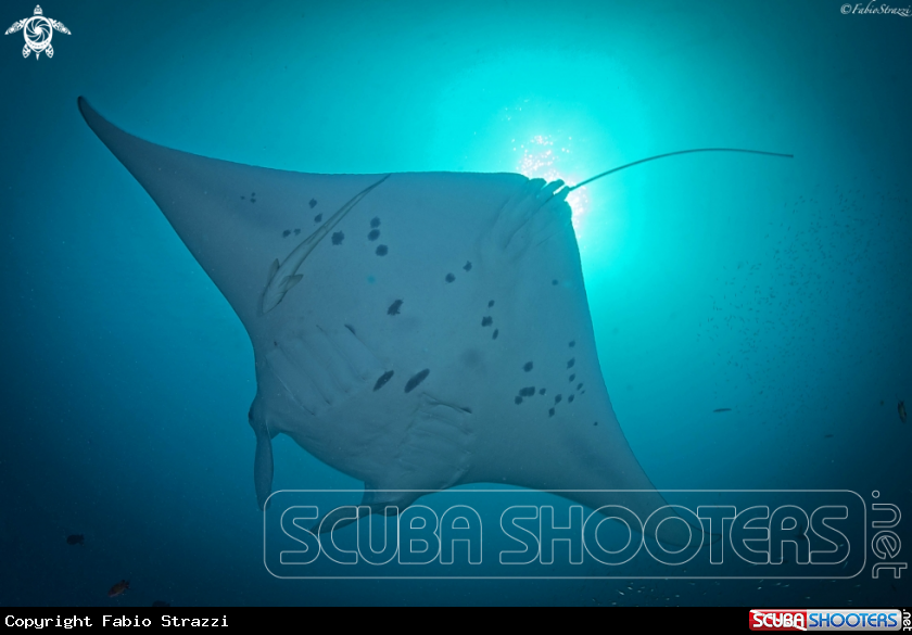 A Manta ray