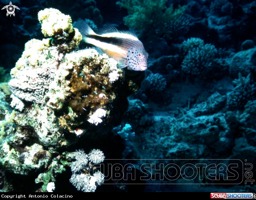 A Hawk fish-Pesce falco