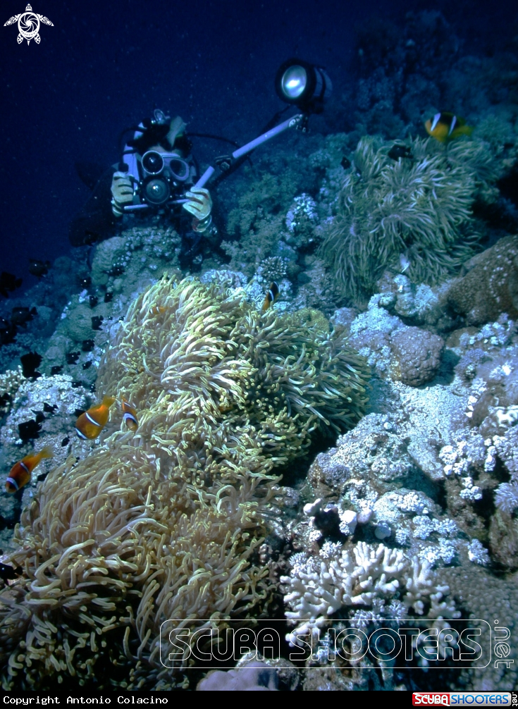 A Anemoni