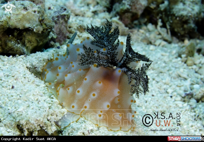 A NUDIBRANCH