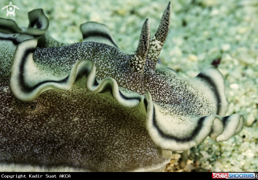 A NUDIBRANCH