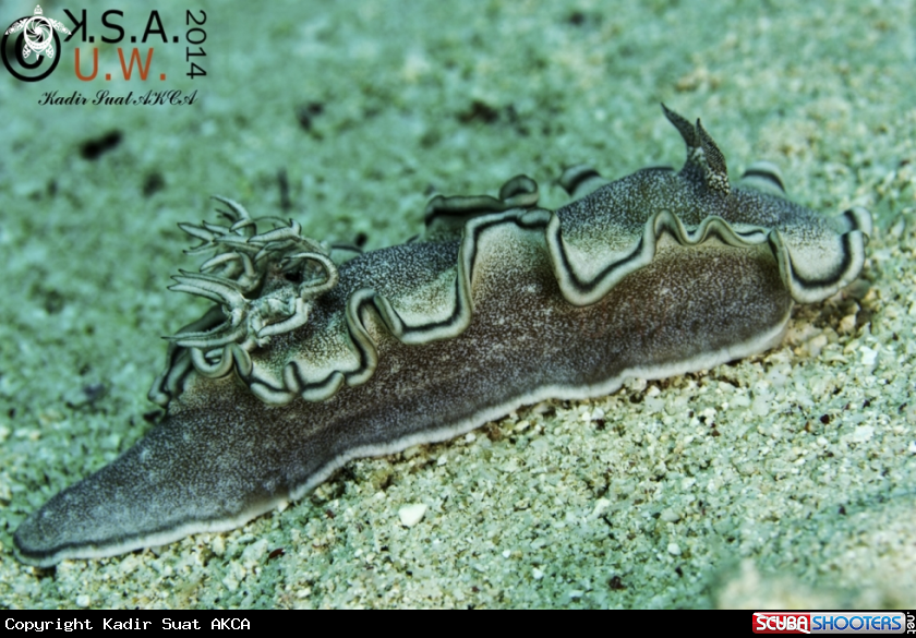 A NUDIBRANCH