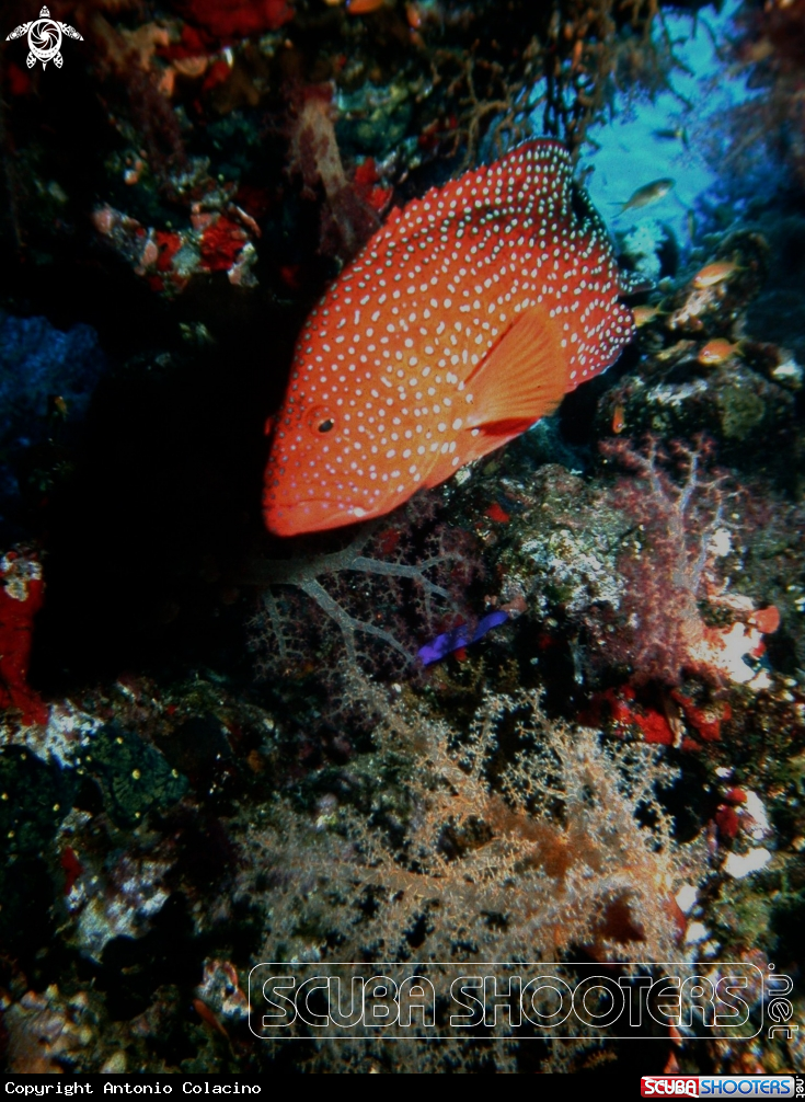 A Red grouper