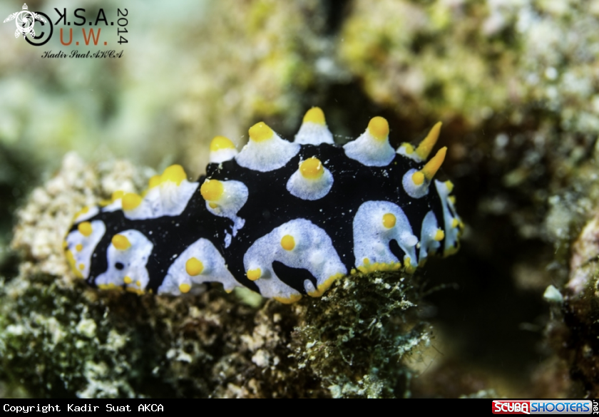 A NUDIBRANCH