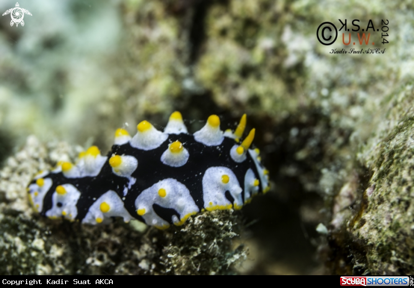 A NUDIBRANCH