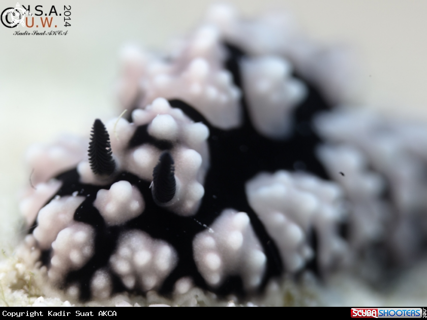 A NUDIBRANCH