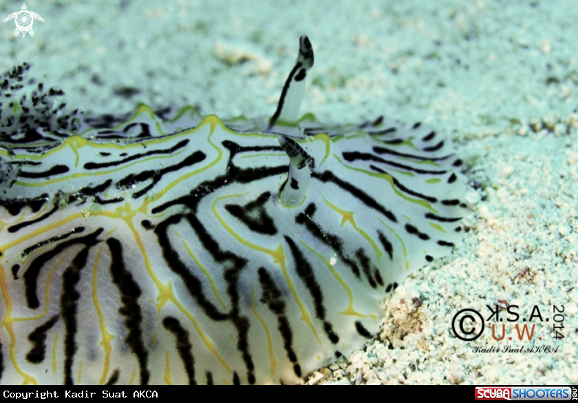 A NUDIBRANCH