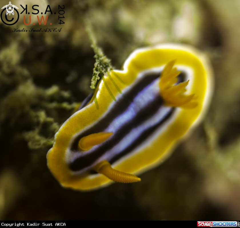 A NUDIBRANCH