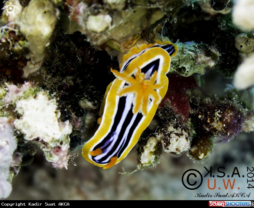 A NUDIBRANCH