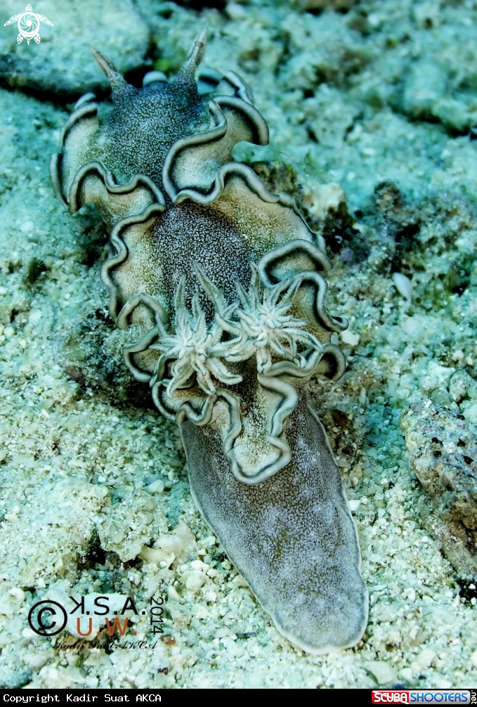 A NUDIBRANCH