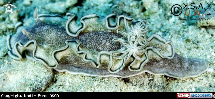 A NUDIBRANCH