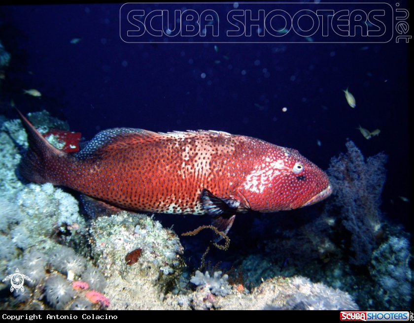 A Spotted coral grouper