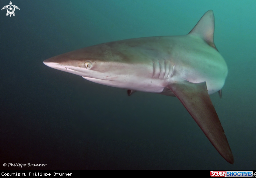 A Dusky shark