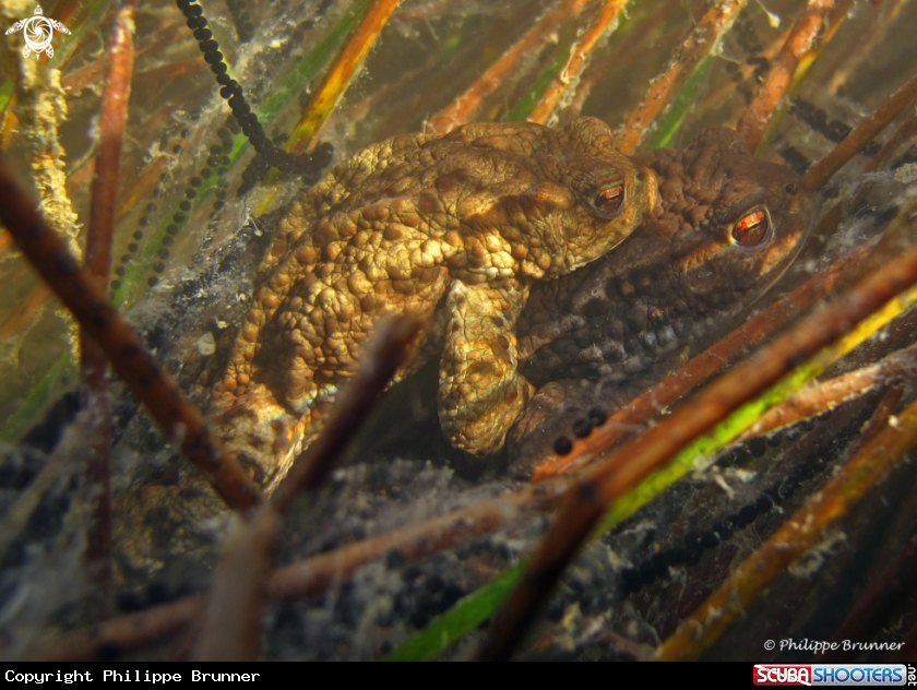 A Toad