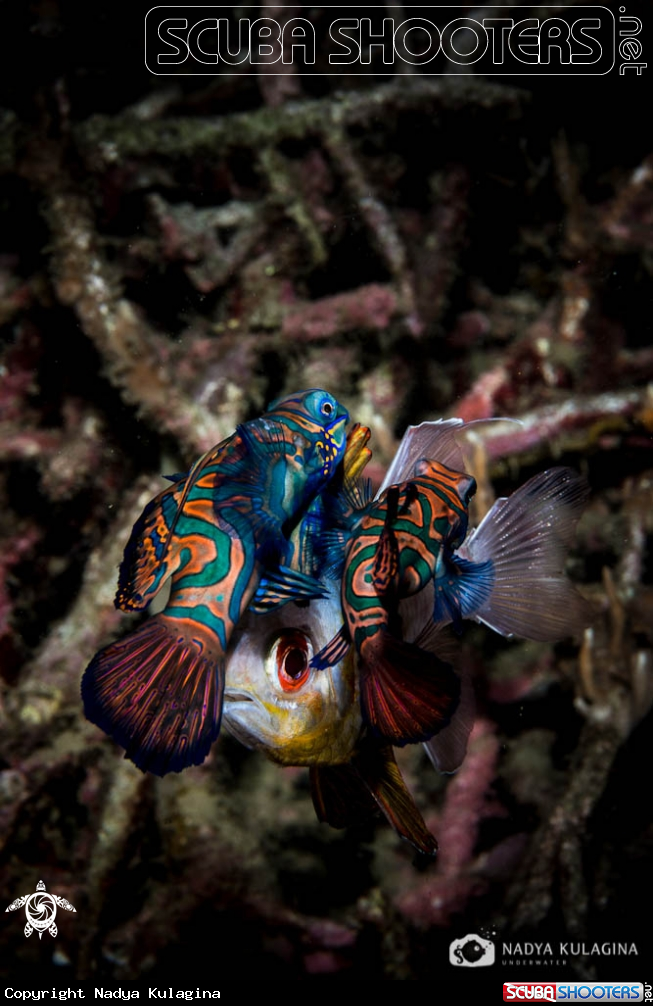 A mandarin fish