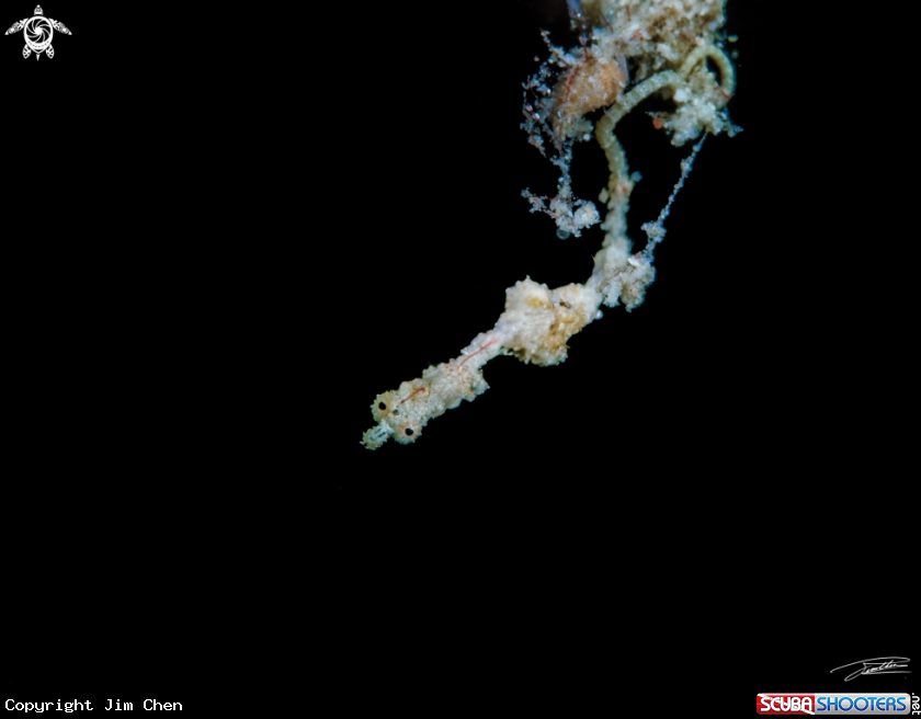 A Lembeh Sea Dragon