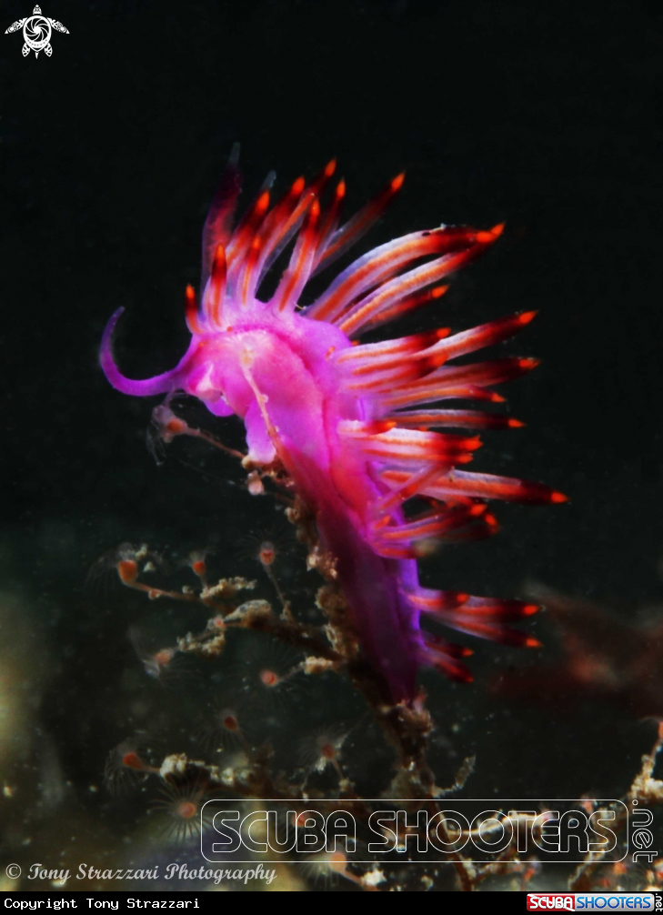 A Flabellina rubrolineata