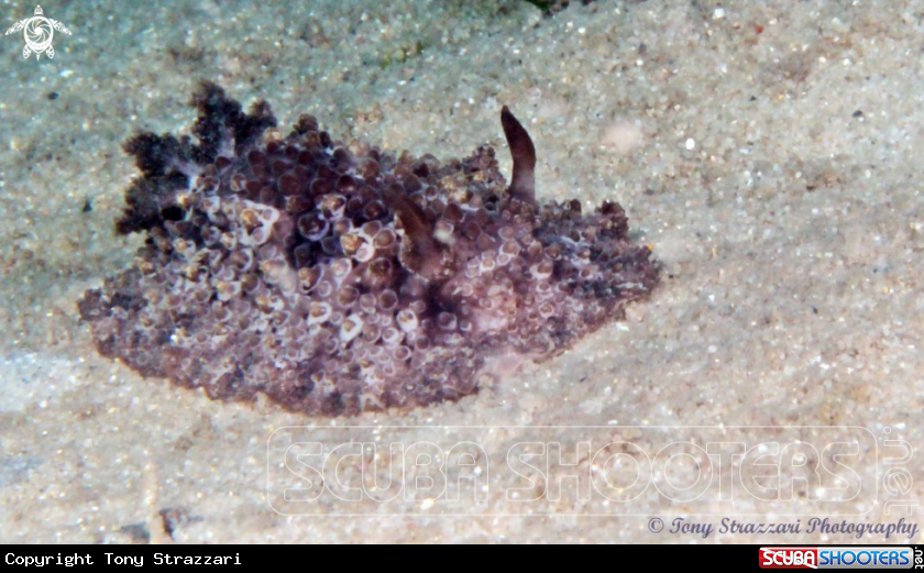 A Nodulose Hoplodoris