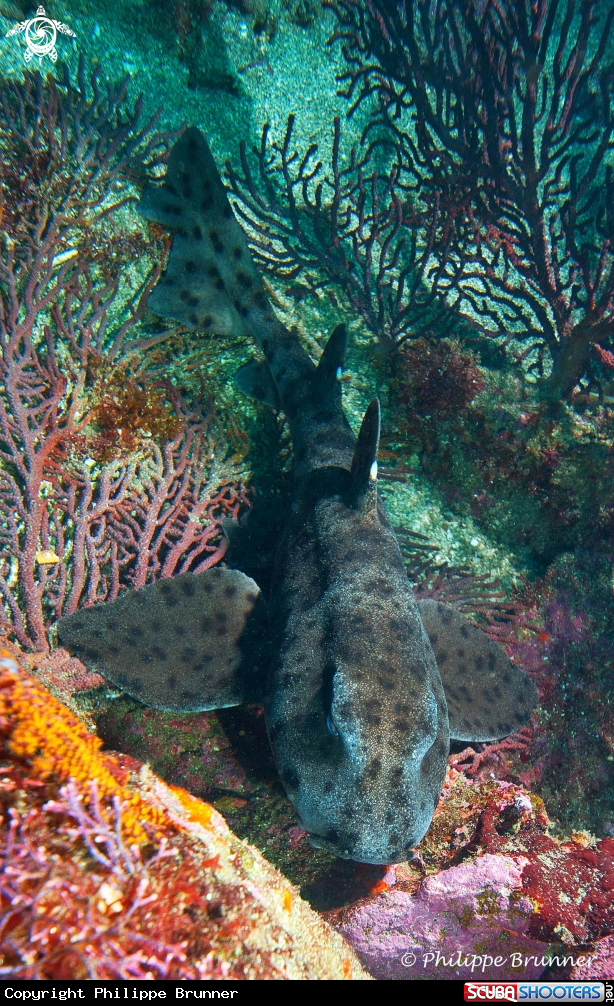 A Horned shark