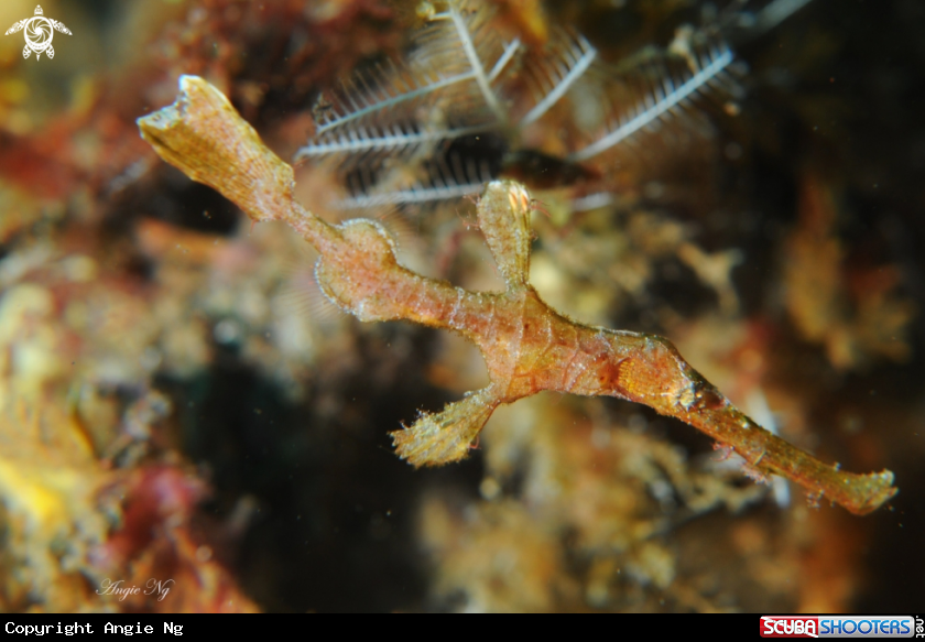 A Ghost Pipefish