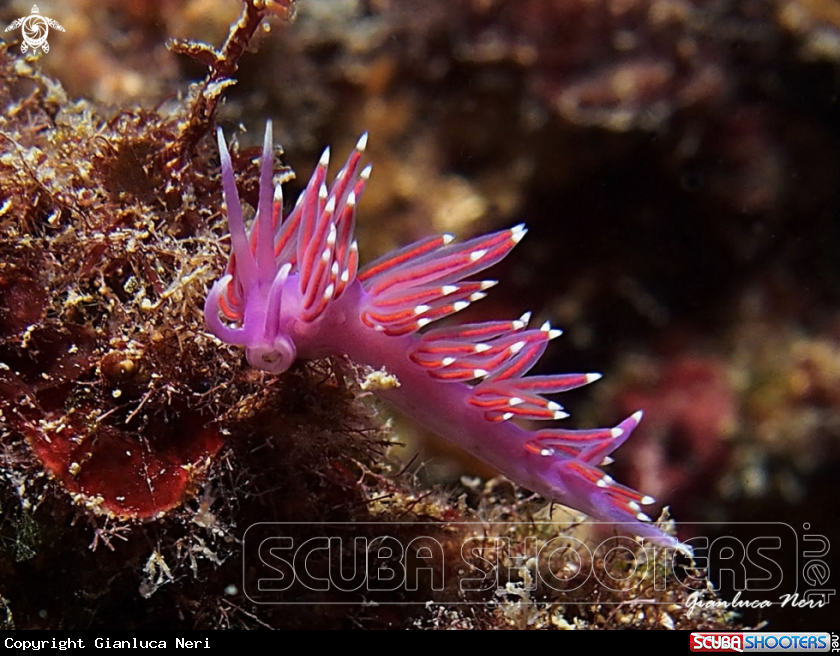 A Flabellina