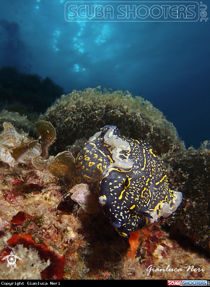 A Nudibranch