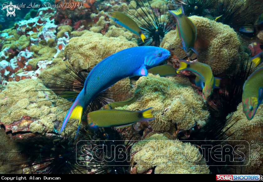 A Moon Wrasse