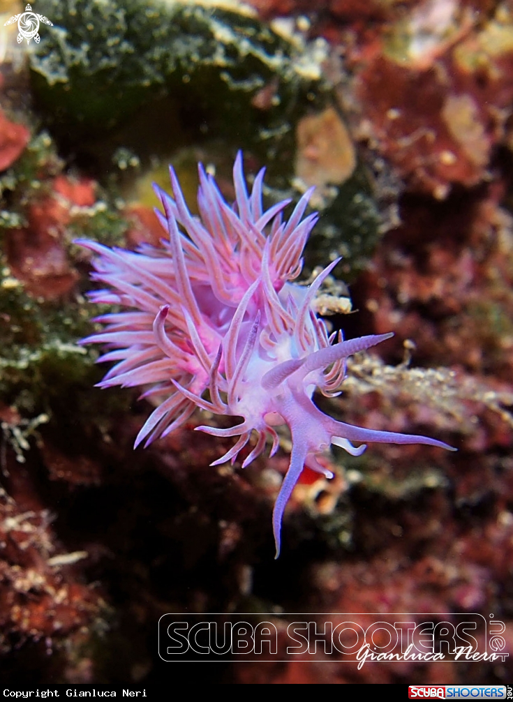 A Flabellina