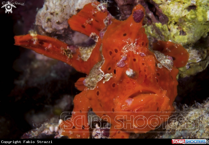 A Frogfish 