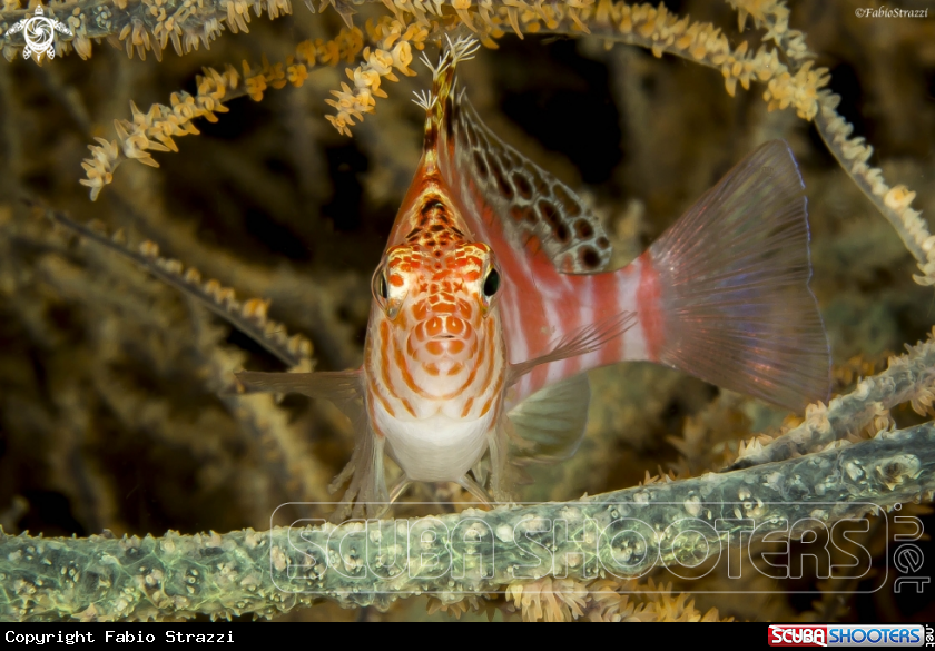 A HAWK FISH