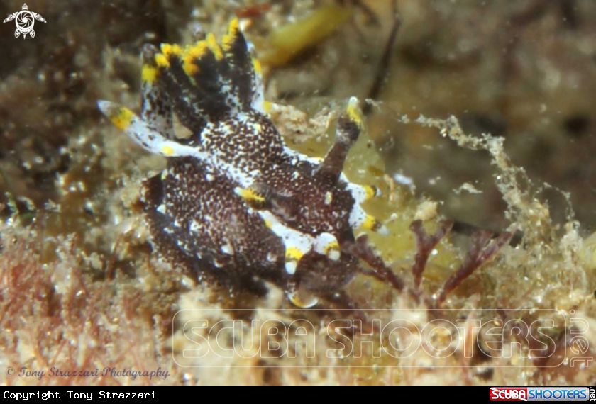 A Hedgepeth's Polycera