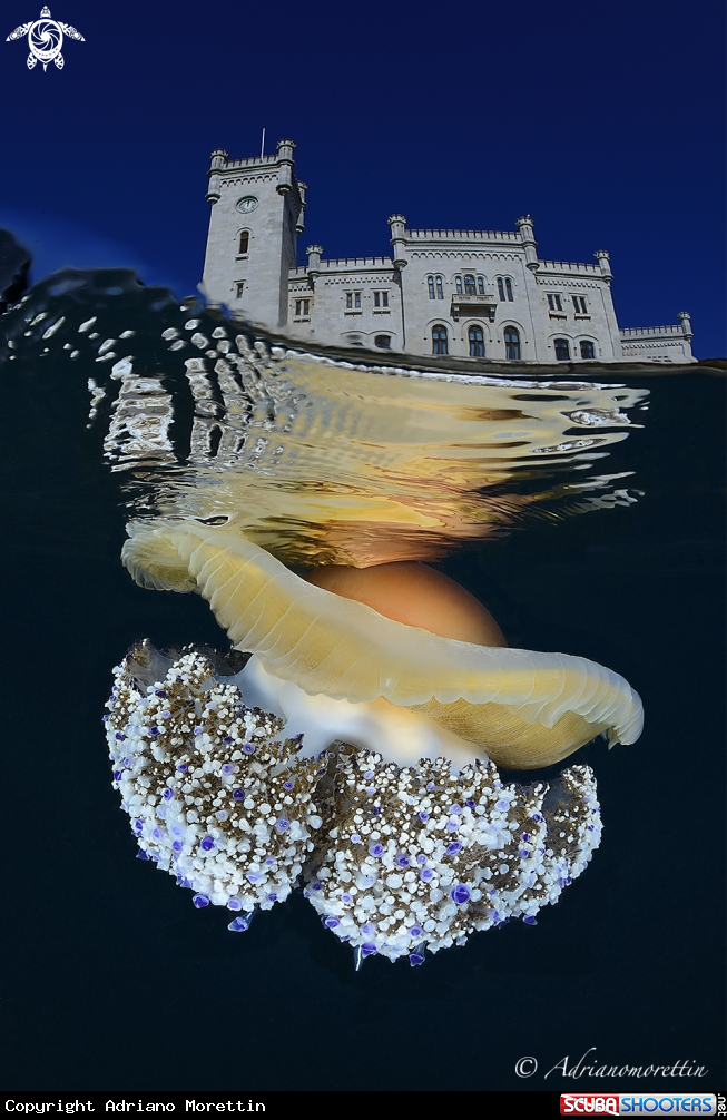 A Cassiopea mediterranea under Miramare Castle.