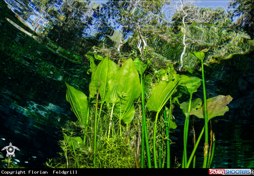 A Schwertpflanze Echinodorus