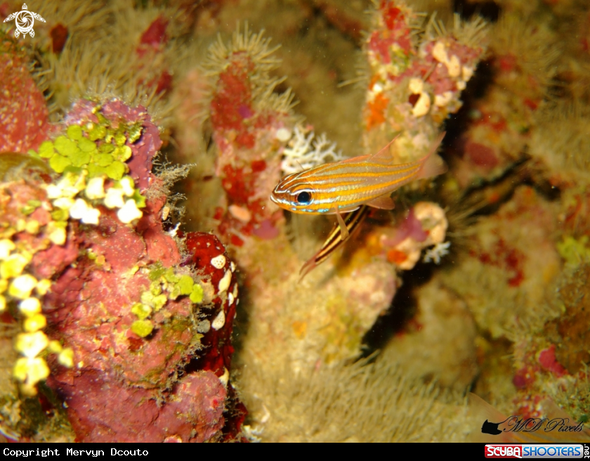 A Yellowstriped Cardinalfish