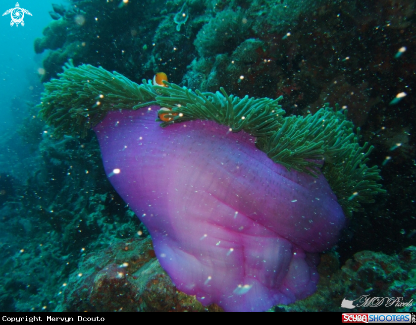 A Magnificent Sea Anemone