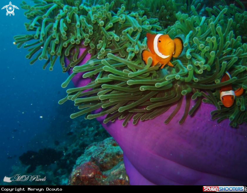 A Clown Anemonefish