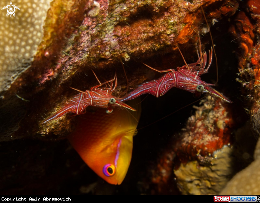 A underwater creature