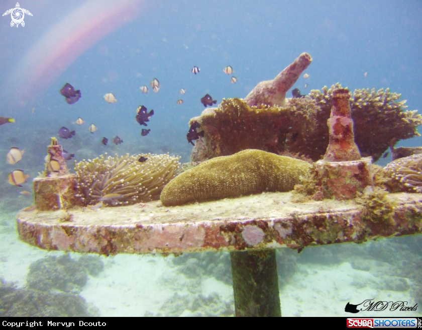 A Underwater Bar table