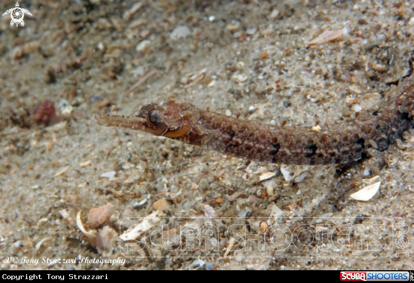 A Girdled Pipefish