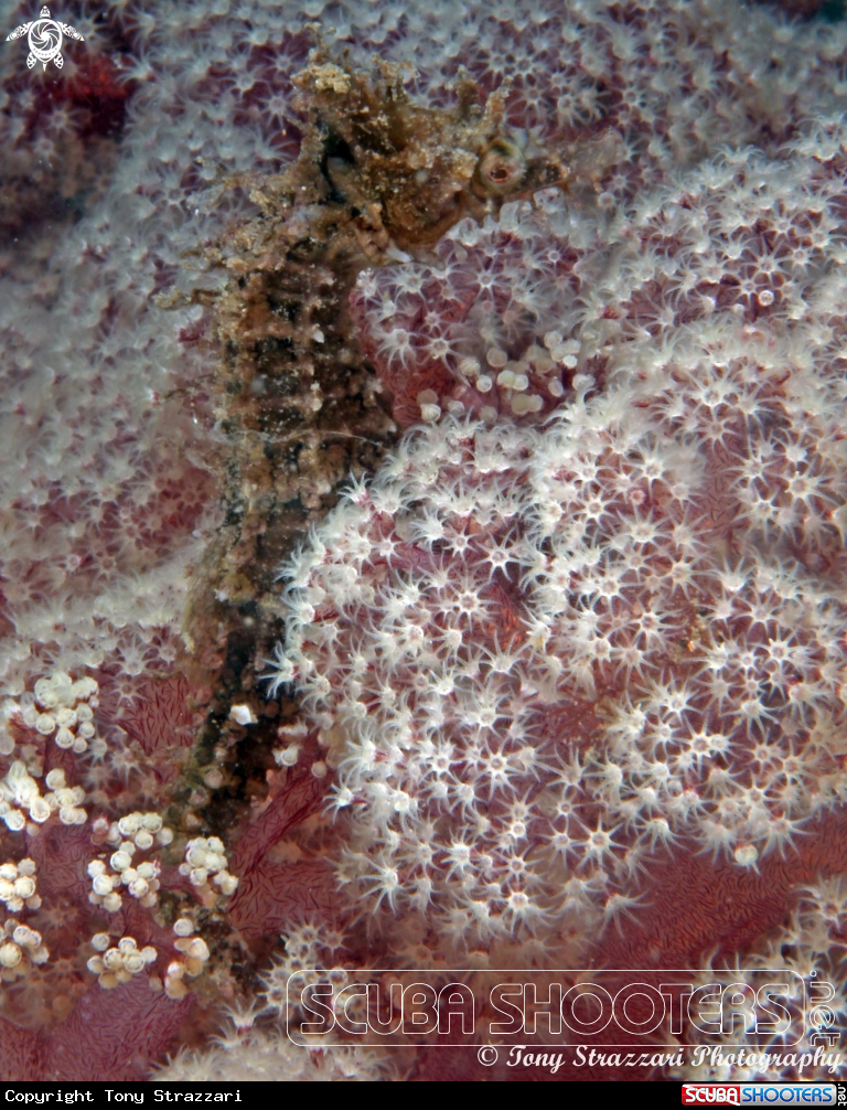 A White's seahorse