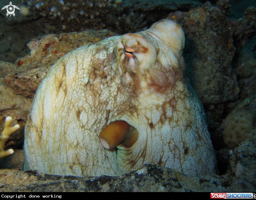 A Big red octopus