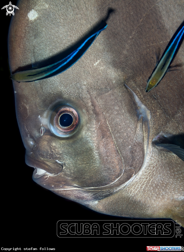 A Longfin Batfish