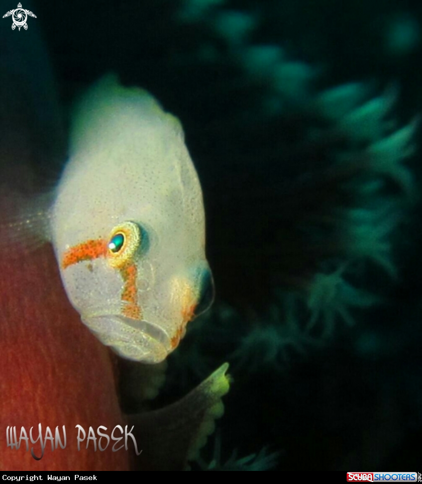 A white goby