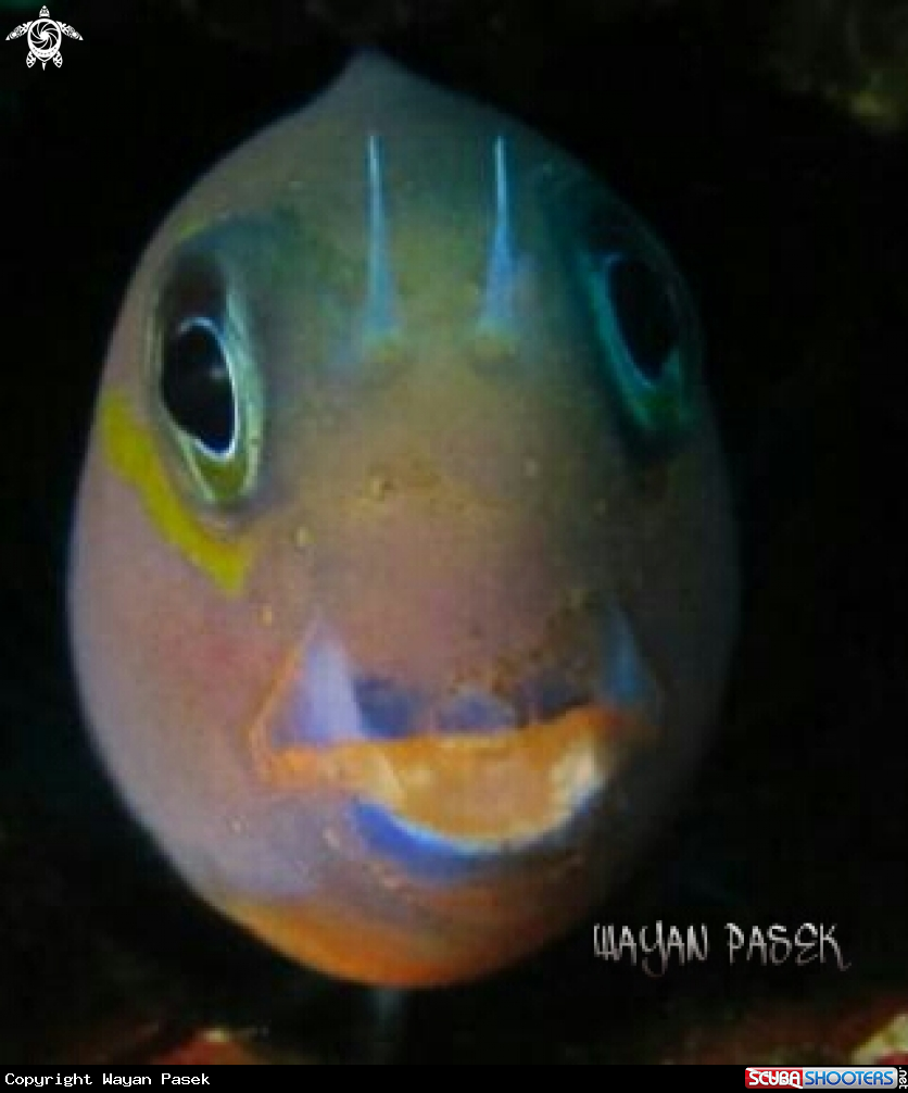 A Blenny(ecsenius bicolor)