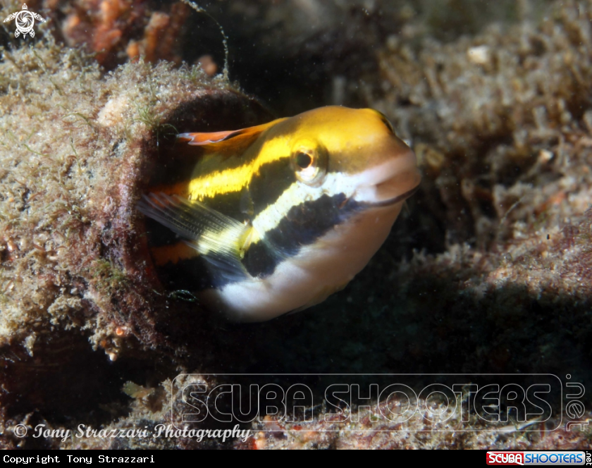 A Hit & Run Fang Blenny