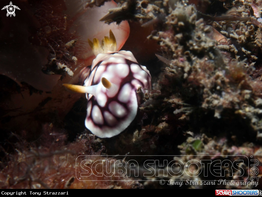 A Geometic Chromodoris