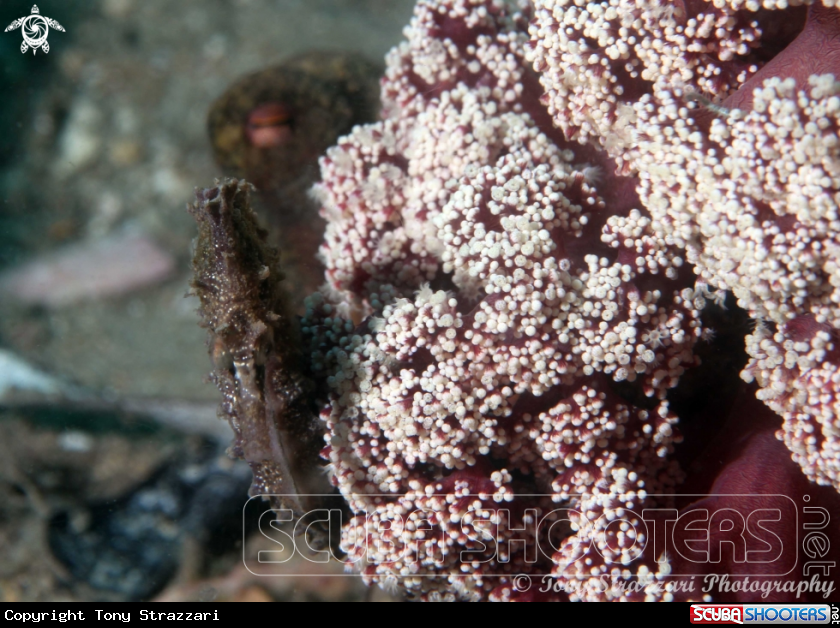 A White's seahorse with common octopus