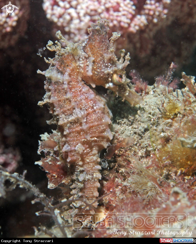 A White's seahorse